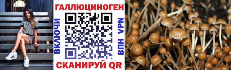 Купить где  Шагонар  Псилоцибиновые грибы Psilocybine cubensis 